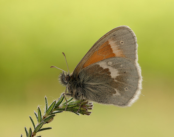 Large Heath scotica Coenonympha tullia scotica
