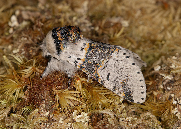 Sallow Kitten Furcula furcula