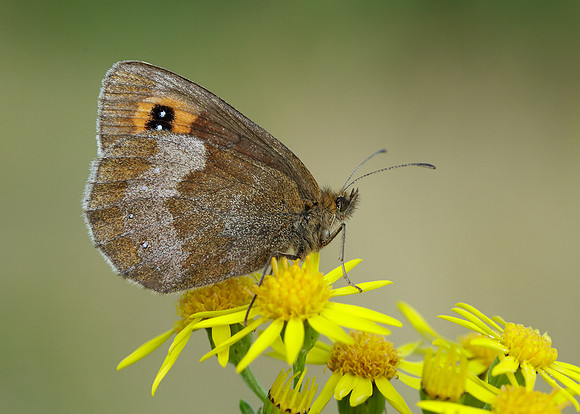 Scotch Argus Erebia aethiops