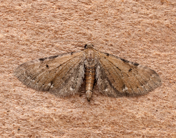 70.179 BF1830 Wormwood Pug Eupithecia absinthiata