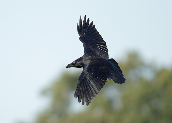 Raven Corvus corax