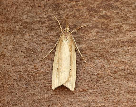 63.077 BF1290 Chilo phragmitella