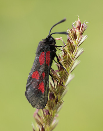 54.007 BF168 New Forest Burnet Zygaena viciae