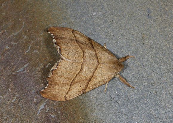 65.001 BF1645 Scalloped Hook-tip Falcaria lacertinaria