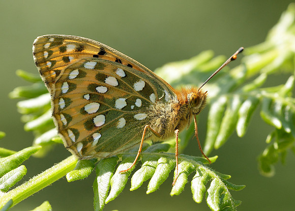 Dark Green fritillary Argynnis aglaja