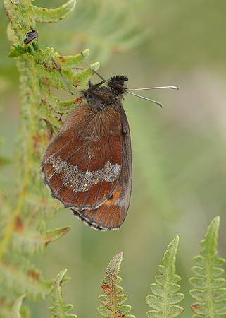 Scotch Argus Erebia aethiops