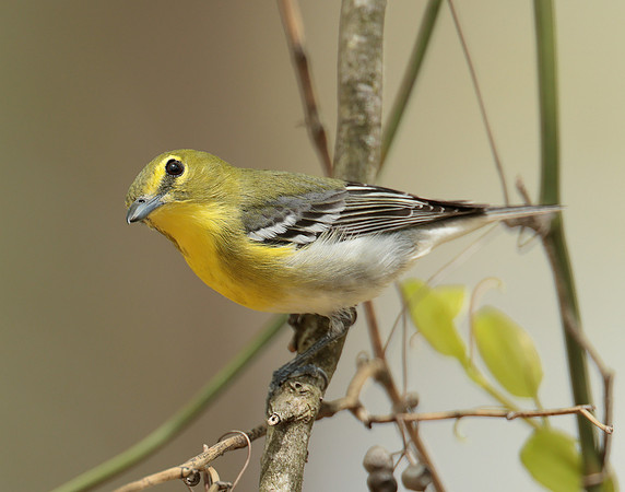 Yellow-throated Vireo Vireo flavifrons