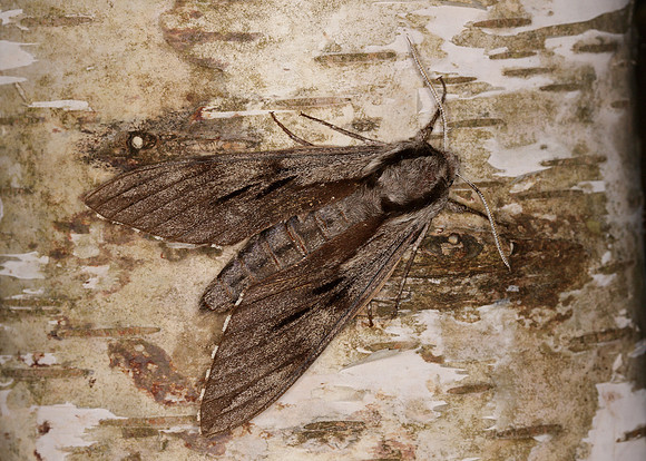 69.007 BF1978 Pine Hawk-moth Hyloicus pinastri