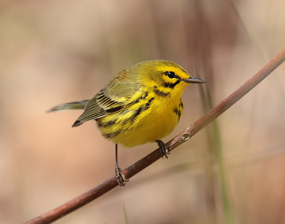 Prairie Warbler Setophaga discolor