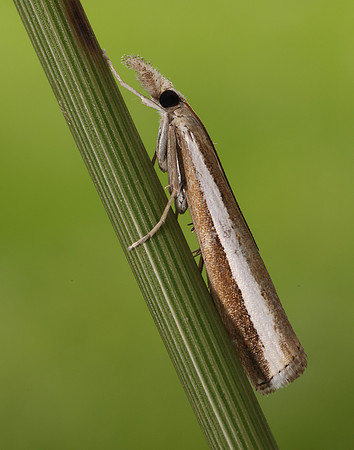 63.091 BF1307 Agriphila latistria