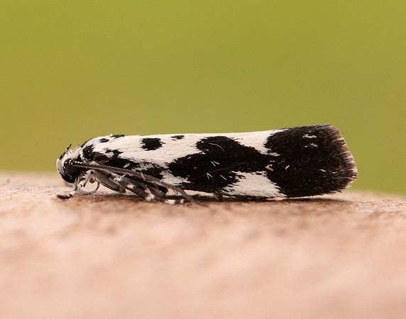 33.002 BF719 Ethmia quadrillella