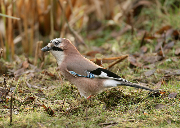 Jay Corvus glandarius