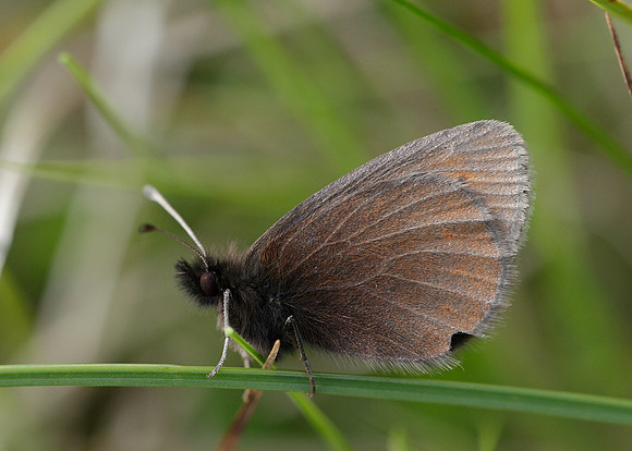 Mountain Ringlet Erebia epiphron