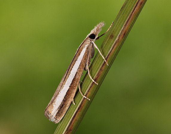 63.091 BF1307 Agriphila latistria
