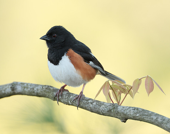Eastern Towhee Pipilo erythrophthalmus