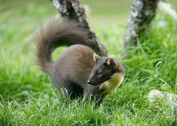 Pine Marten Martes martes