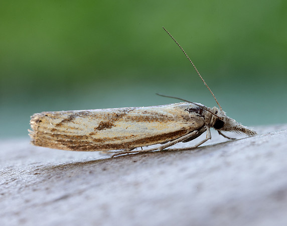 63.090 BF1306 Agriphila inquinatella