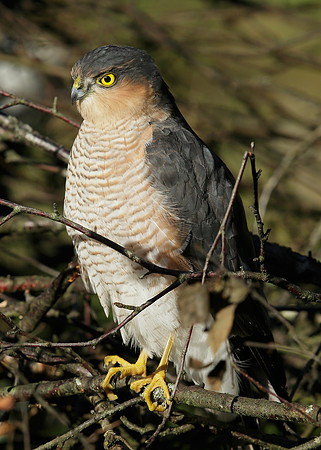 Sparrowhawk Accipiter nisus