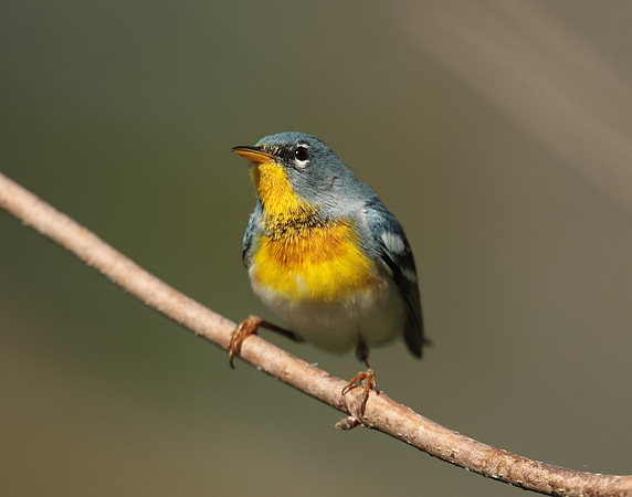 Northern Parula