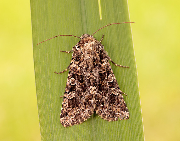 73.286 BF2167 Tawny Shears Hadena perplexa