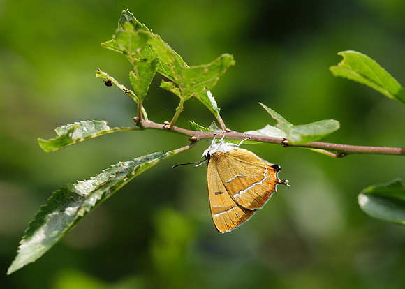 Brown Hairstreak Thecla betulae