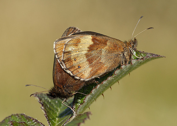 Scotch Argus Erebia aethiops