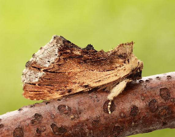 71.022 BF2009 Maple Prominent Ptilodon cucullina