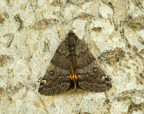 70.204 1662 Light Orange Underwing Boudinotiana notha