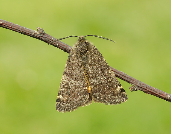 70.204 1662 Light Orange Underwing Boudinotiana notha