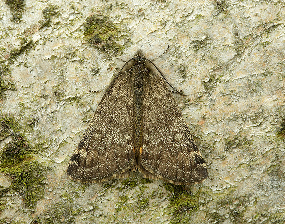 70.204 1662 Light Orange Underwing Boudinotiana notha