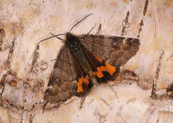 70.204 BF1662 Light Orange Underwing Archiearis notha