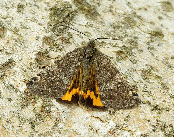 70.204 1662 Light Orange Underwing Boudinotiana notha