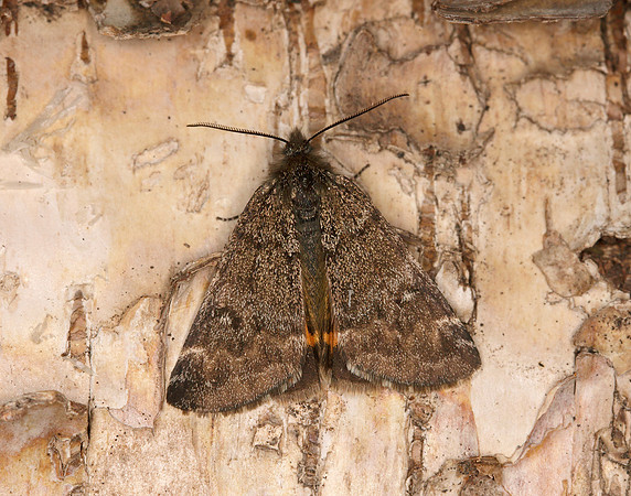 70.204 1662 Light Orange Underwing Boudinotiana notha