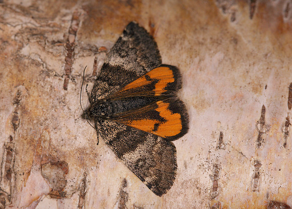 70.204 1662 Light Orange Underwing Boudinotiana notha