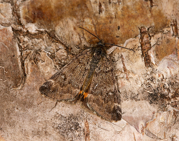 70.204 1662 Light Orange Underwing Boudinotiana notha