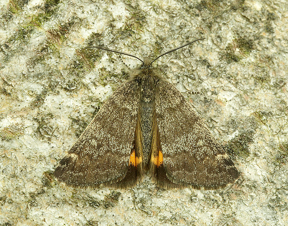 70.204 1662 Light Orange Underwing Boudinotiana notha