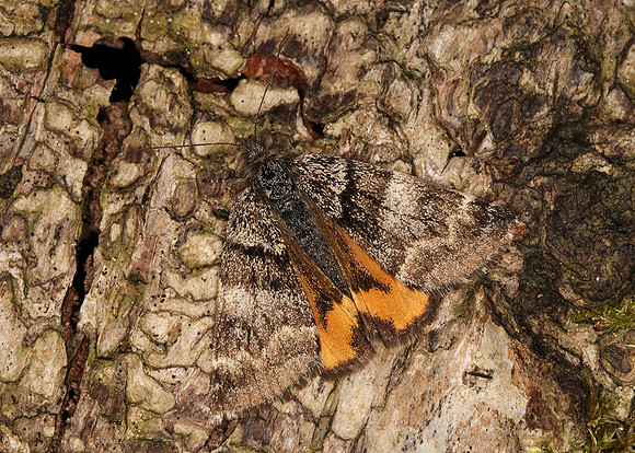 70.204 BF1662 Light Orange Underwing Archiearis notha