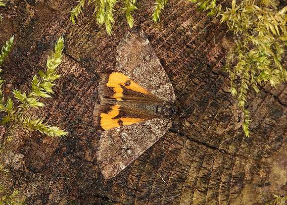 70.204 BF1662 Light Orange Underwing Archiearis notha