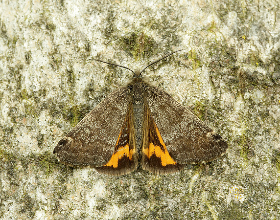 70.204 1662 Light Orange Underwing Boudinotiana notha