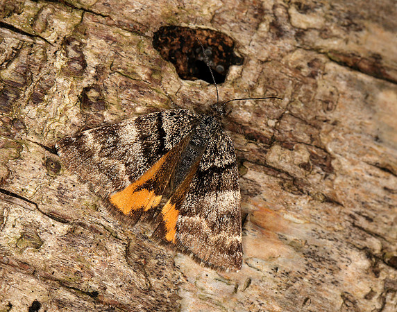 70.204 1662 Light Orange Underwing Boudinotiana notha