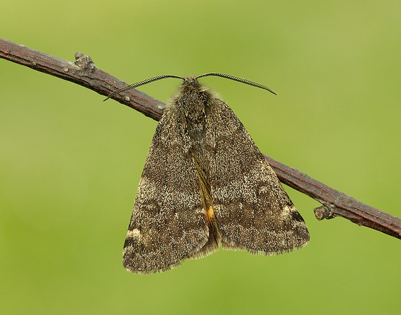 70.204 1662 Light Orange Underwing Boudinotiana notha