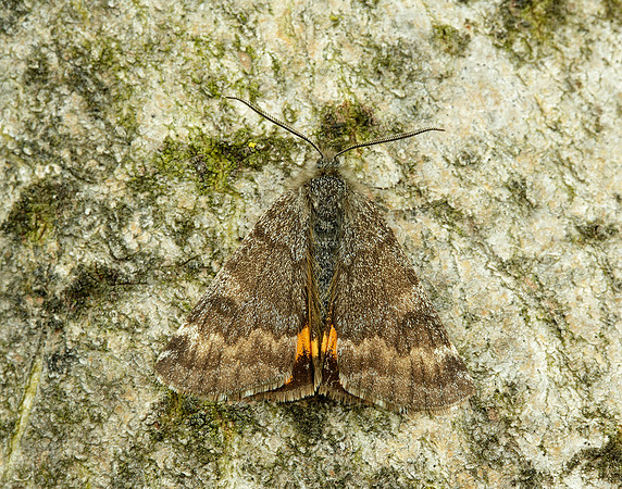 70.204 1662 Light Orange Underwing Boudinotiana notha