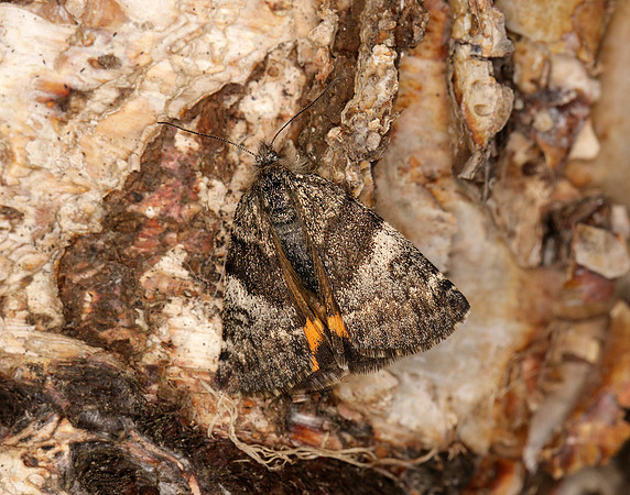 70.204 1662 Light Orange Underwing Boudinotiana notha