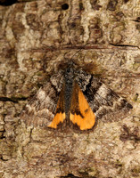 70.204 1662 Light Orange Underwing Boudinotiana notha