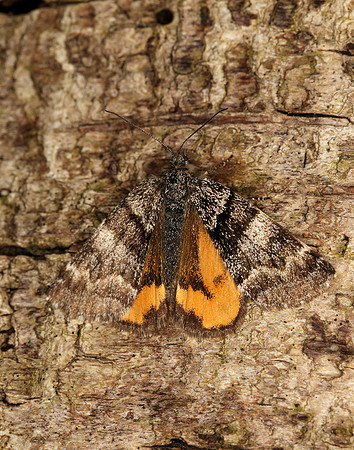 70.204 1662 Light Orange Underwing Boudinotiana notha