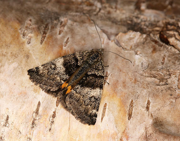 70.204 1662 Light Orange Underwing Boudinotiana notha