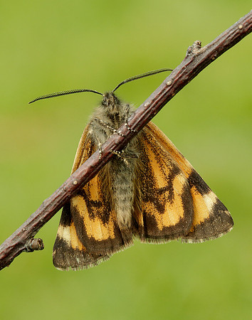 70.204 1662 Light Orange Underwing Boudinotiana notha