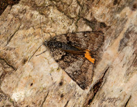 70.204 1662 Light Orange Underwing Boudinotiana notha