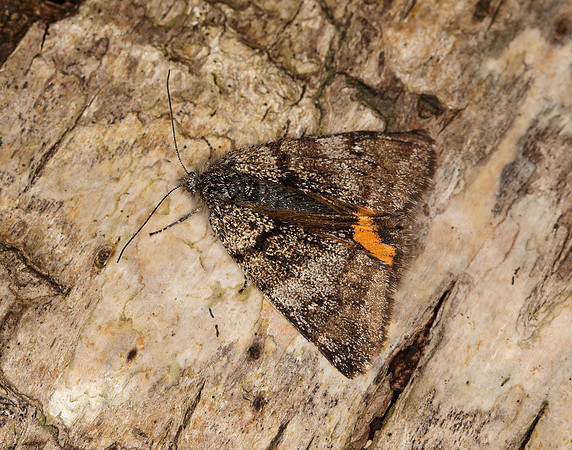 70.204 1662 Light Orange Underwing Boudinotiana notha