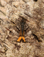 70.204 1662 Light Orange Underwing Boudinotiana notha
